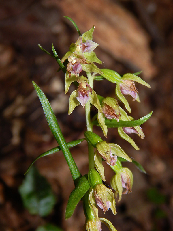 kruštík prehliadaný Epipactis neglecta (Kümpel) Kümpel