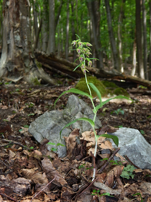 kruštík prehliadaný Epipactis neglecta (Kümpel) Kümpel