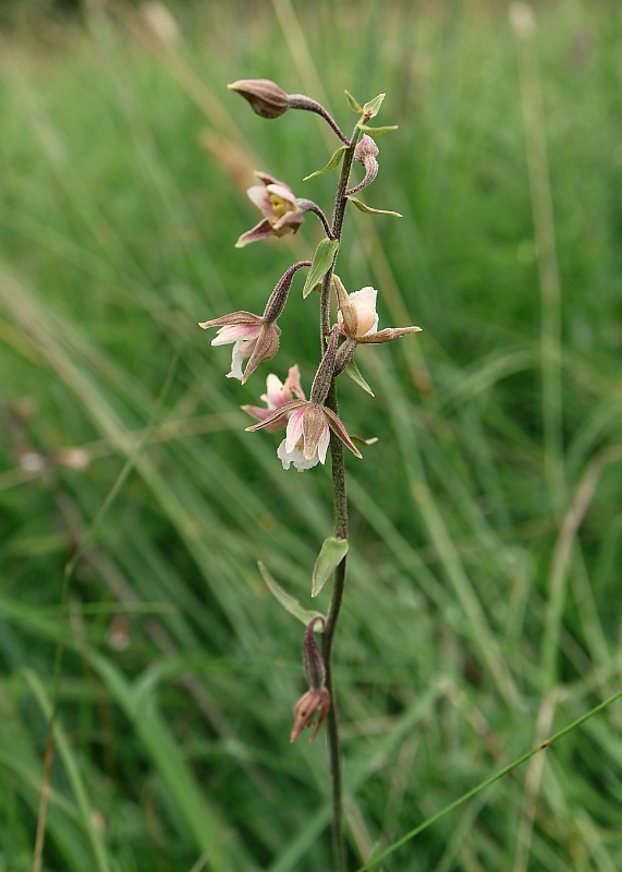 kruštík močiarny Epipactis palustris (L.) Crantz