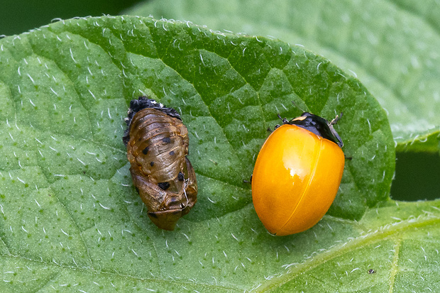 lienka východná Harmonia axyridis