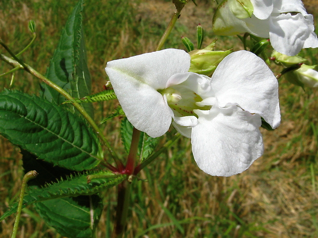 netýkavka žliazkatá Impatiens glandulifera Royle