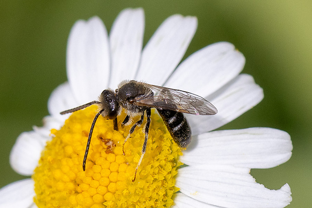 Včielka obyčajná Lasioglossum calceatus (Scopoli, 1763)