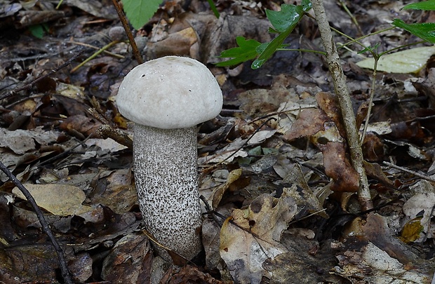 kozák topoľový Leccinum duriusculum (Schulzer ex Kalchbr.) Singer