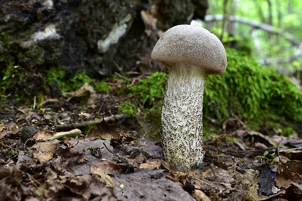 kozák hrabový Leccinum pseudoscabrum (Kallenb.) Šutara