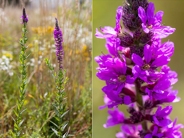 vrbica obyčajná (vrbolistá) Lythrum salicaria L.