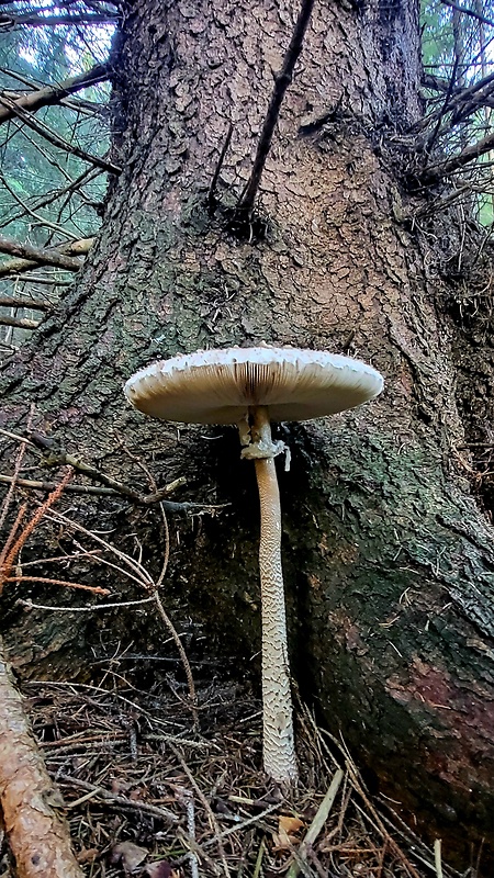 bedľa vysoká Macrolepiota procera (Scop.) Singer