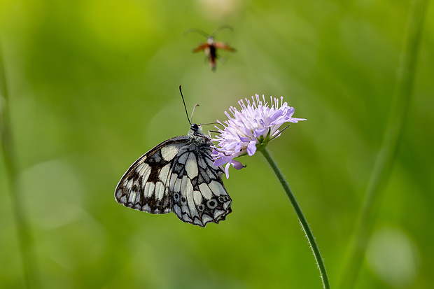 očkáň timotejkový Melanargia galathea