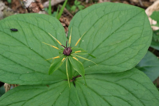 vranovec štvorlistý Paris quadrifolia L.