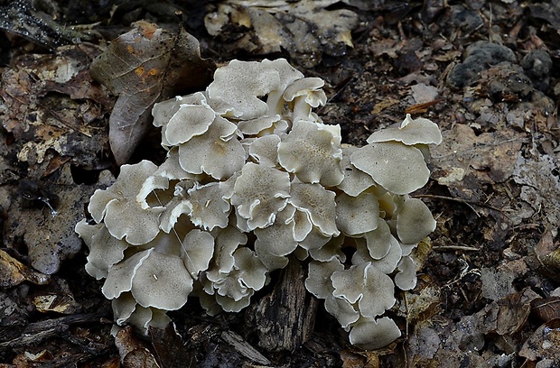 trúdnik klobúčkatý Polyporus umbellatus (Pers.) Fr.