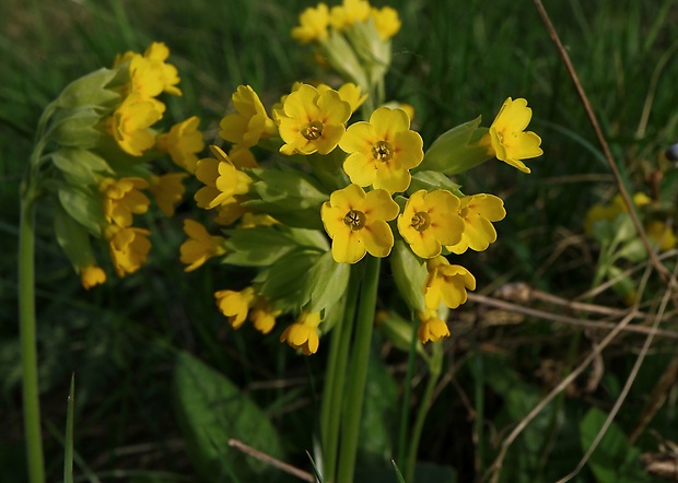 prvosienka jarná Primula veris L.