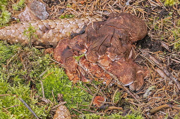 jelenkovec Lundellov  Sarcodon lundellii