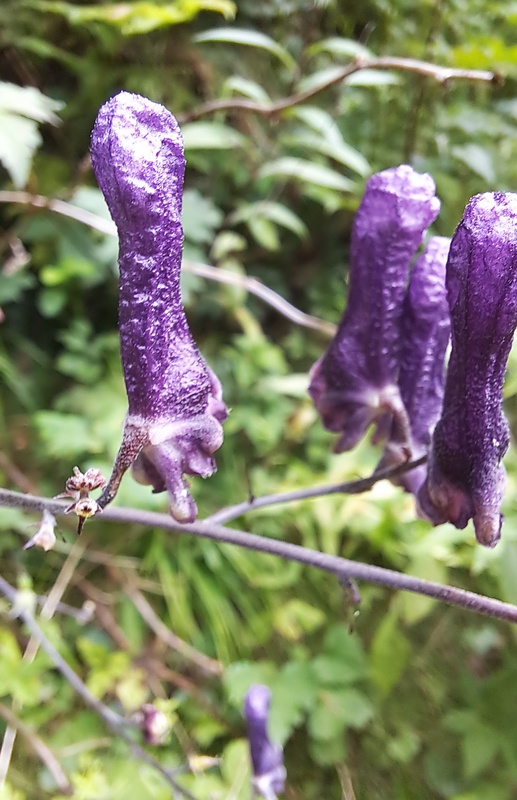 prilbica moldavská Aconitum moldavicum Hacq. ex Rchb.