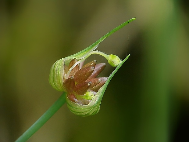 cesnak orešcový Allium scorodoprasum L.