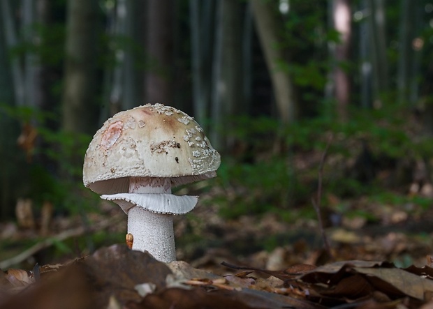 muchotrávka červenkastá Amanita rubescens Pers.