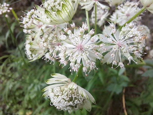 jarmanka väčšia Astrantia major L.