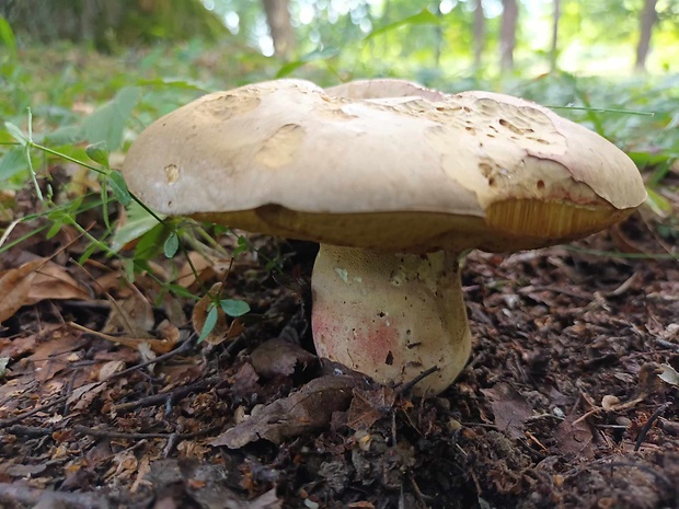 hríb striebristý Butyriboletus fechtneri (Velen.) D. Arora & J.L. Frank