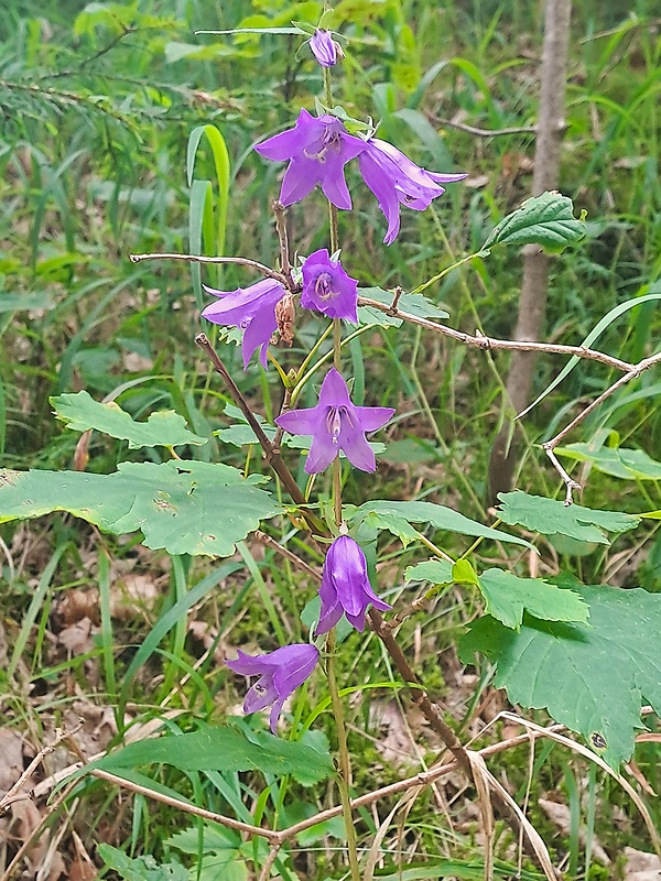 zvonček pŕhľavolistý Campanula trachelium L.