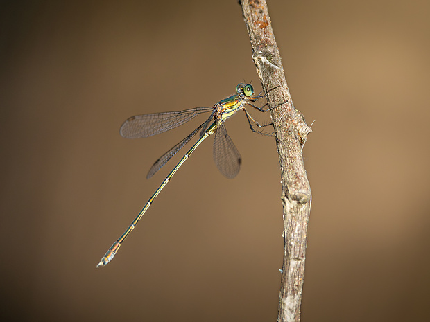 šidlovka zelená Chalcolestes viridis (Van der Linden, 1825)