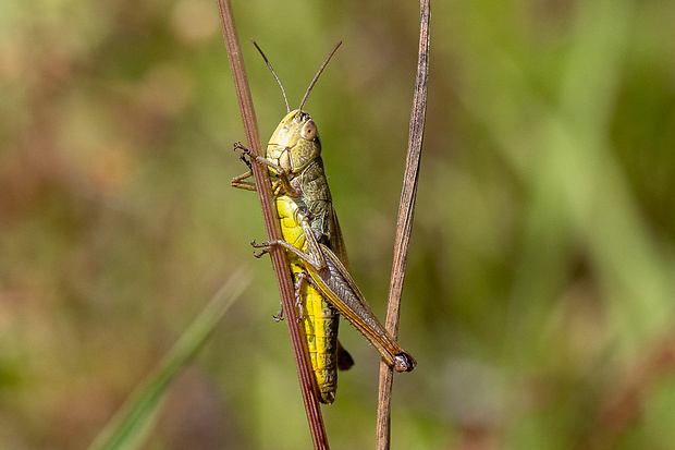 koník lúčny Chorthippus montanus