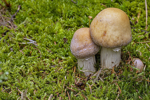 pavučinovec inovaťový Cortinarius caperatus (Pers.) Fr.