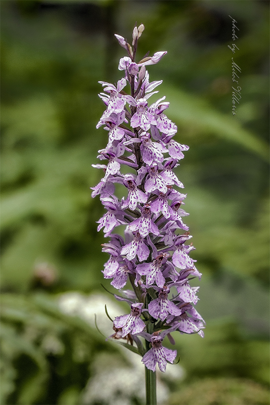 vstavačovec fuchsov pravý Dactylorhiza fuchsii subsp. fuchsii (Druce) Soó