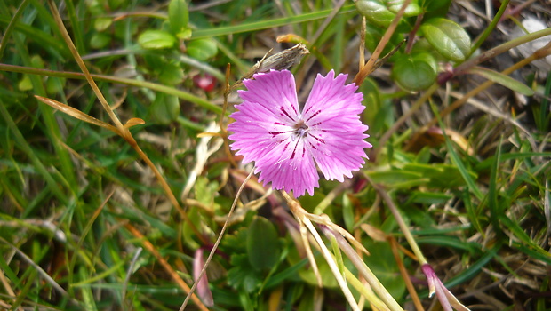 klinček lesklý Dianthus nitidus Waldst. et Kit.