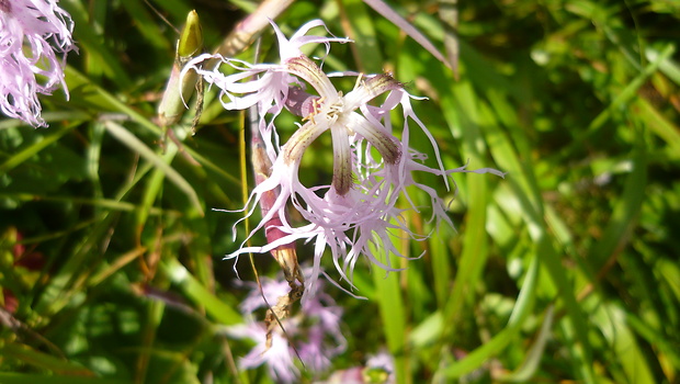 klinček pyšný alpský Dianthus superbus subsp. alpestris (Kablík. ex Uechtr.) Čelak.