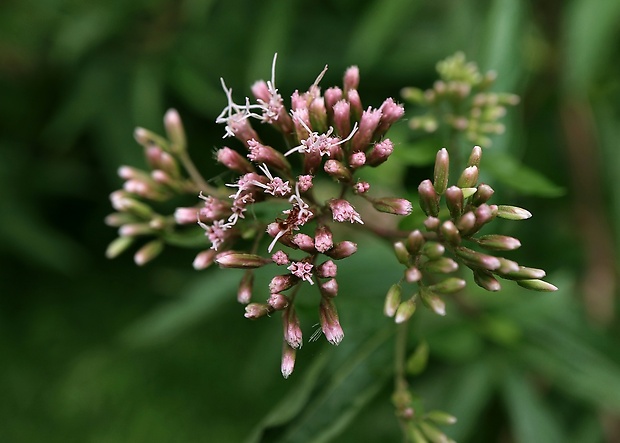 konopáč obyčajný Eupatorium cannabinum L.