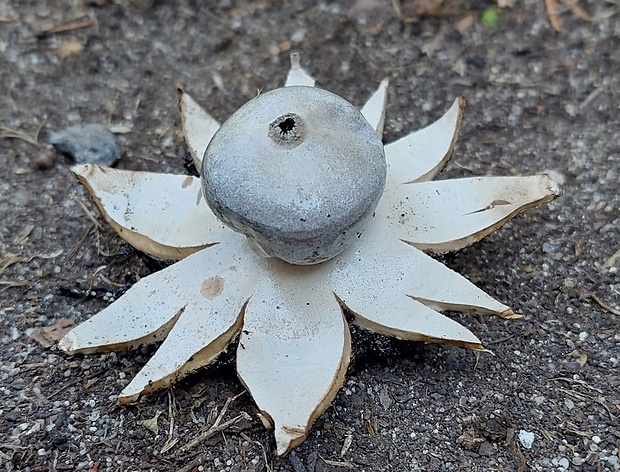 hviezdovka tmavá Geastrum coronatum Pers.