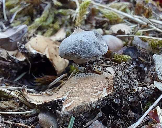 hviezdovka Geastrum granulosum Fuckel