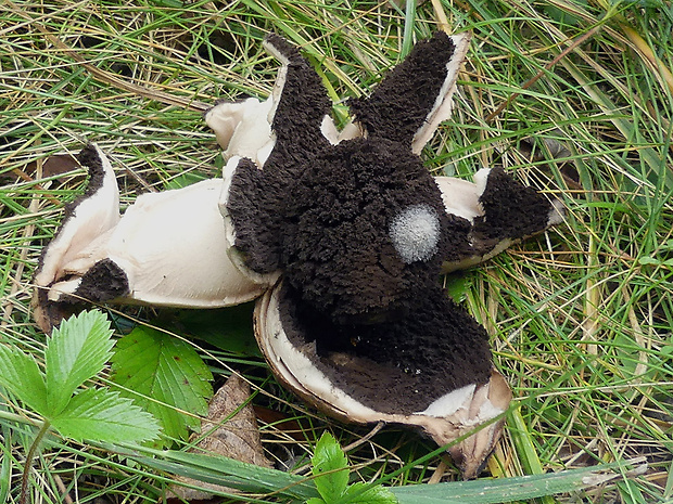 hviezdovka vlasatá Geastrum melanocephalum (Czern.) V.J. Staněk