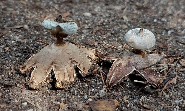 hviezdovka golierikovitá Geastrum striatum DC.