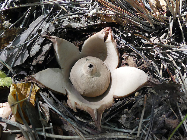 hviezdovka trojitá Geastrum triplex Jungh.