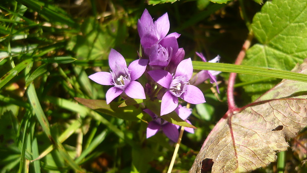 horček Gentianella sp.