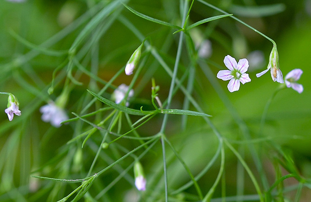 gypsomilka múrová Gypsophila muralis