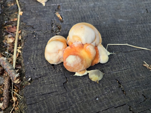 sírovec obyčajný Laetiporus sulphureus (Bull.) Murrill