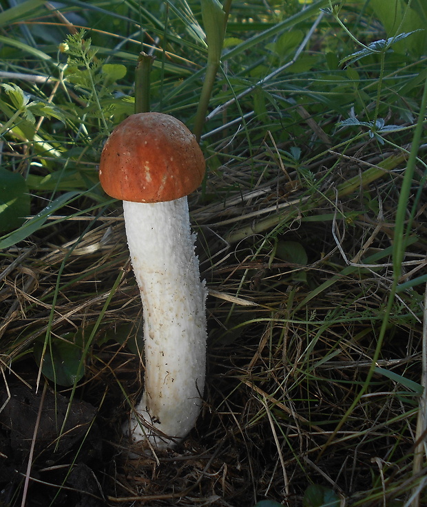 kozák osikový Leccinum albostipitatum den Bakker & Noordel.