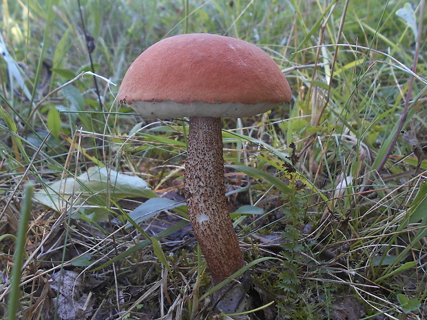 kozák dubový Leccinum aurantiacum (Bull.) Gray