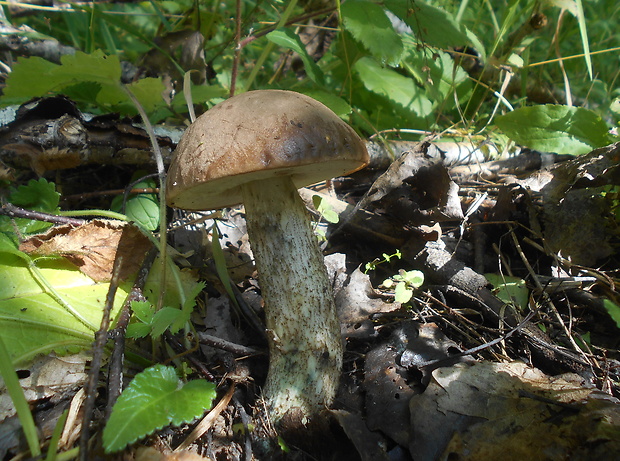 kozák topoľový Leccinum duriusculum (Schulzer ex Kalchbr.) Singer