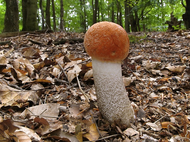 kozák sosnový Leccinum vulpinum Watling