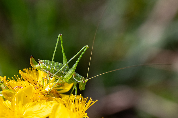 kobylka bielopása Leptophyes albovittata