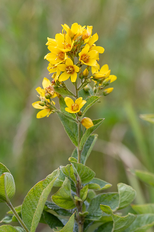 čerkáč obyčajný Lysimachia vulgaris L.