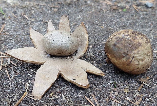 mnohokrčka dierkovaná Myriostoma coliforme (Dicks.) Corda