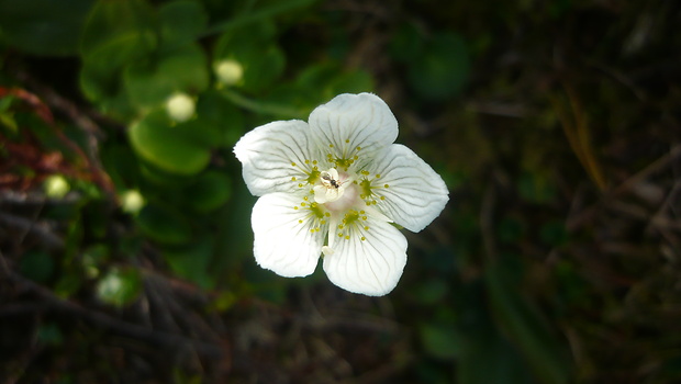 bielokvet močiarny Parnassia palustris L.