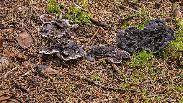 korkovec čierny Phellodon niger (Fr.) P. Karst.