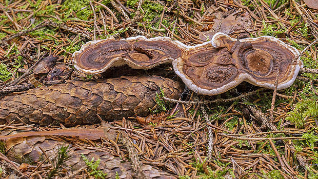 korkovec čiaškovitý Phellodon tomentosus (L.) Banker