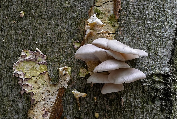 hliva buková Pleurotus pulmonarius (Fr.) Quél.