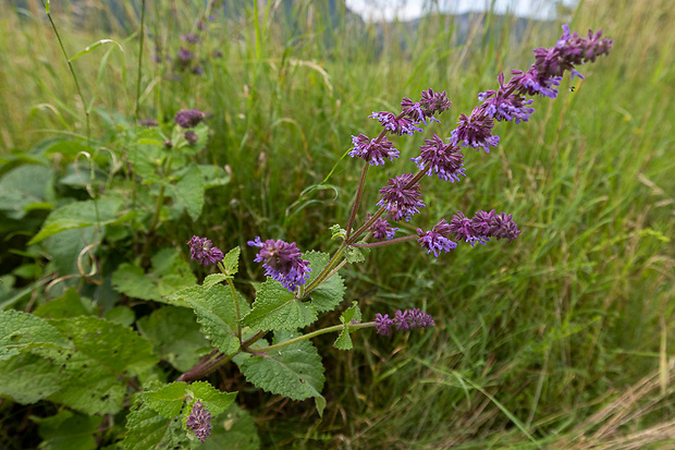 šalvia praslenatá Salvia verticillata L.