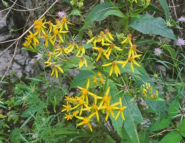 starček vajcovitolistý Senecio ovatus (P. Gaertn., B. Mey. et Scherb.) Willd.