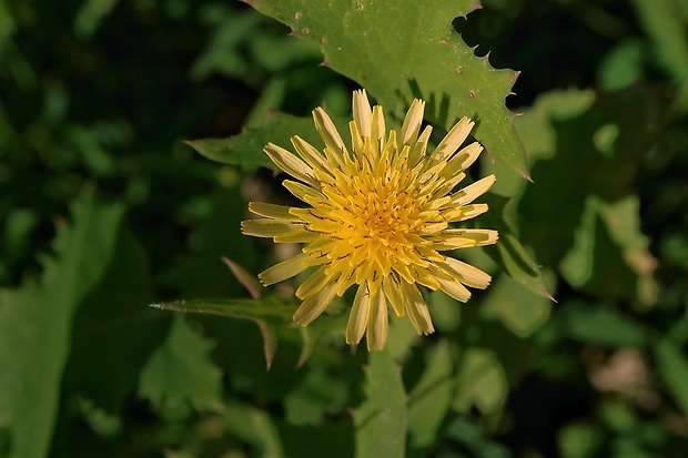 mlieč zelinný Sonchus oleraceus L.